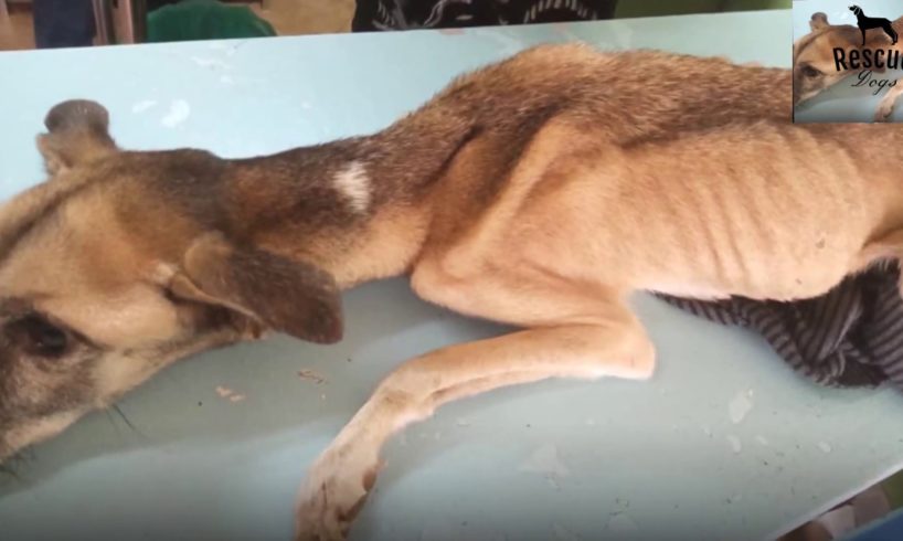 Abandoned Dog Who Was Tied Has Been Rescued | Rescue Dogs