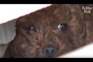 Abandoned Poodle Was Imprisoned On An Isolated Rooftop For Two Months | Animal in Crisis EP96