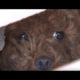 Abandoned Poodle Was Imprisoned On An Isolated Rooftop For Two Months | Animal in Crisis EP96