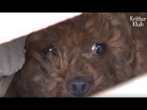 Abandoned Poodle Was Imprisoned On An Isolated Rooftop For Two Months | Animal in Crisis EP96