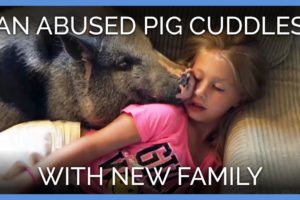 Abused Pig Cuddling With His New Family Will Give You All the Feels | PETA Animal Rescues