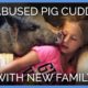 Abused Pig Cuddling With His New Family Will Give You All the Feels | PETA Animal Rescues
