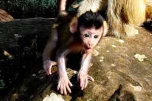 Adorable Cute Baby Monkey Jilla So Happy Playing Round Mother Jill! So Lovely!
