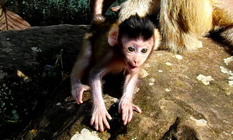 Adorable Cute Baby Monkey Jilla So Happy Playing Round Mother Jill! So Lovely!