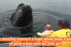 Adorable Moment Whale Plays Peek A Boo With Little Girl