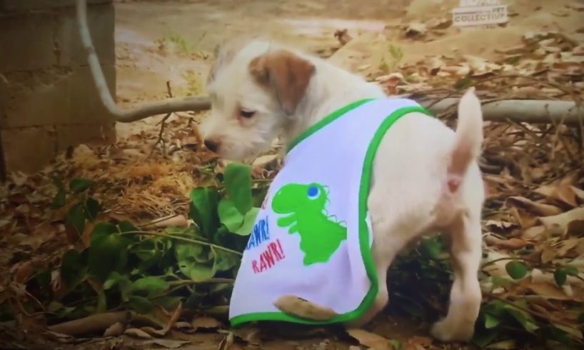 Adorable Puppies