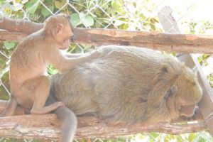 Adorable! Small monkey Harper grooming her foster mom Dana, very lovely small family