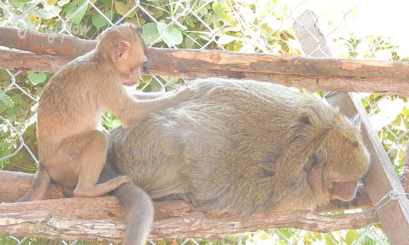 Adorable! Small monkey Harper grooming her foster mom Dana, very lovely small family