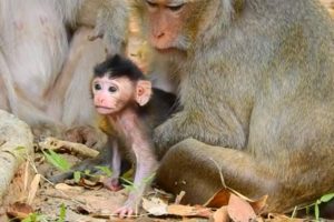 After born only 1day! baby Dustin want to play with bro David, Monkey Diamond and baby Dustin