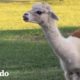 Alpaca adorable ama aterrorizar a sus compañeros | El Dodo