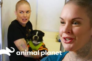 Amanda Saves The Lives Of Over 30 Dogs | Amanda To The Rescue