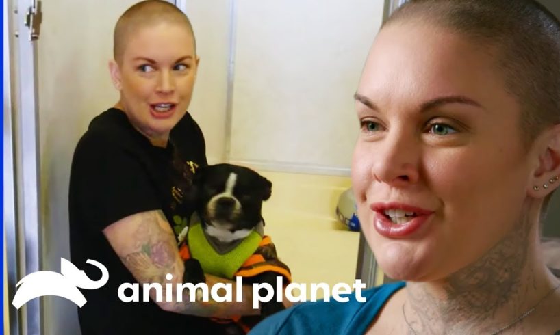Amanda Saves The Lives Of Over 30 Dogs | Amanda To The Rescue