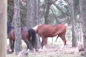 Amazing Big Horse Mating Compilation  Horse Breeding Animals Mating