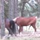 Amazing Big Horse Mating Compilation  Horse Breeding Animals Mating