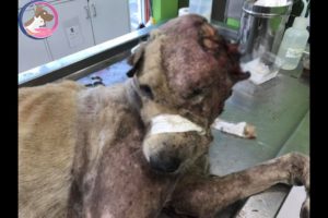 Amazing Dog Rescue Transformations / Rescued Poor Dog was Eaten all Over
