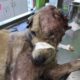 Amazing Dog Rescue Transformations / Rescued Poor Dog was Eaten all Over