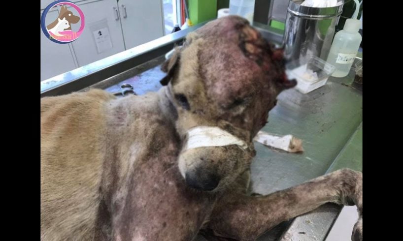 Amazing Dog Rescue Transformations / Rescued Poor Dog was Eaten all Over