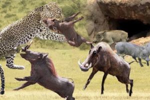 Amazing - Family Warthog Unite Against The Invasion Of Leopard - Wild Animal Fighting