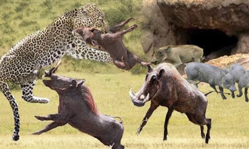 Amazing - Family Warthog Unite Against The Invasion Of Leopard - Wild Animal Fighting