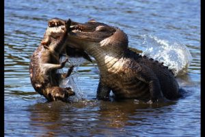 Amazing Predators Fight - Big Battle Animals Real Fight #Natural Life
