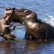 Amazing Predators Fight - Big Battle Animals Real Fight #Natural Life