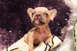 Amazing Transformation Of Tiny Bulldog With Cleft Palate after Rescued