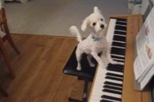Amazing animal trick. Dog singing and playing the piano.