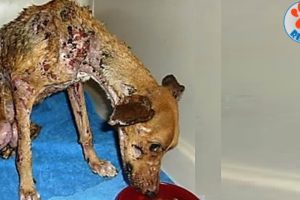 Amazing transformation of Sick Dog After Rescued