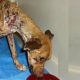 Amazing transformation of Sick Dog After Rescued