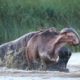 Angry Hippos In Brutal Fight