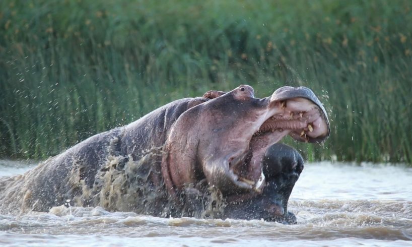 Angry Hippos In Brutal Fight