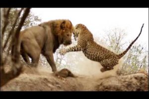 Animal Fight Club Season 2 Episode 4: Lion Vs African Leopard