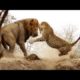 Animal Fight Club Season 2 Episode 4: Lion Vs African Leopard