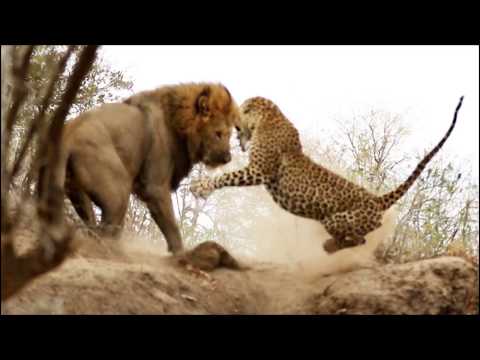 Animal Fight Club Season 2 Episode 4: Lion Vs African Leopard