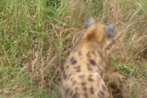 Animal Fight: Hyena versus Leopard in Africa