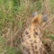 Animal Fight: Hyena versus Leopard in Africa