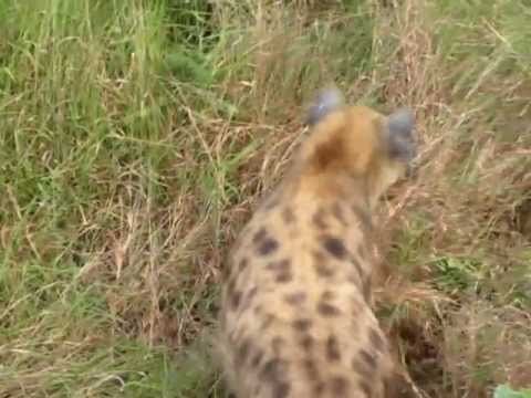 Animal Fight: Hyena versus Leopard in Africa