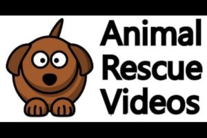 Animal Rescue Compilation/ Rescue wild boar