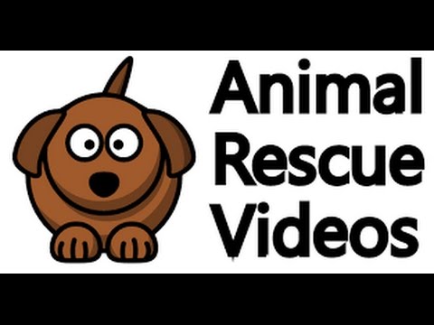 Animal Rescue Compilation/ Rescue wild boar