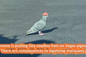 Animal Rescue Organisation Trying To Track Down Pigeons With Little Cowboy Hats