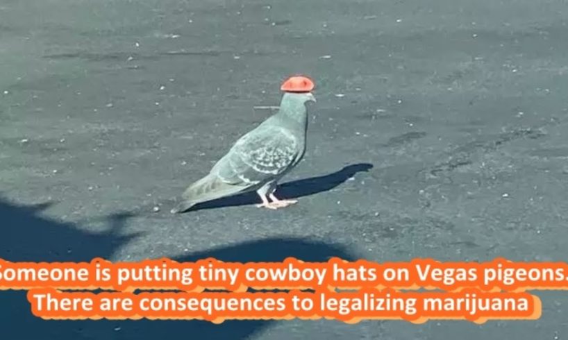 Animal Rescue Organisation Trying To Track Down Pigeons With Little Cowboy Hats