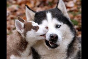 Animal Rescue Team Found Cute Disable Puppies & their Mother