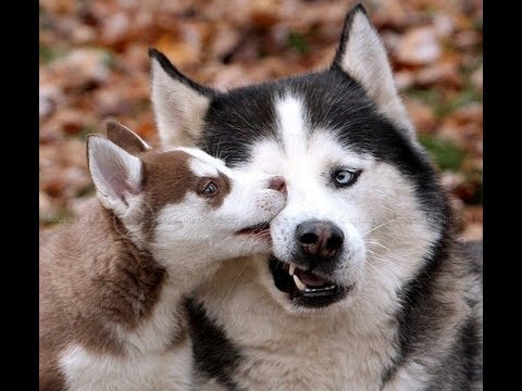 Animal Rescue Team Found Cute Disable Puppies & their Mother