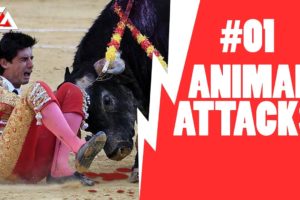 Animal attacks Compilation 2016 - When Animals Attack #1 -  CRAZIEST Animal Fights