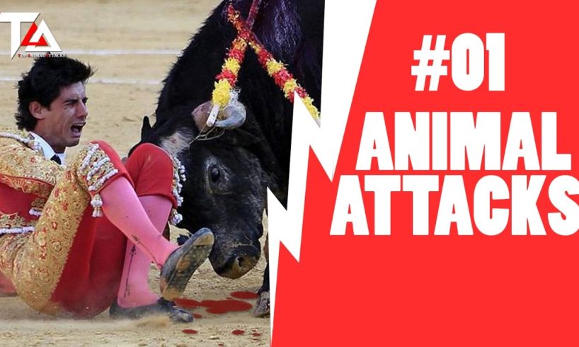Animal attacks Compilation 2016 - When Animals Attack #1 -  CRAZIEST Animal Fights