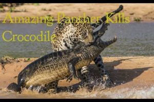 Animal fights: Panther Kills  Crocodile - Amazing Panther Kills  Crocodile