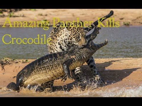 Animal fights: Panther Kills  Crocodile - Amazing Panther Kills  Crocodile