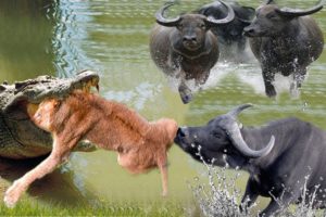 Animal fights in the wild.  safari.  wildlife documentary