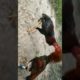 Animal health and care cock fight