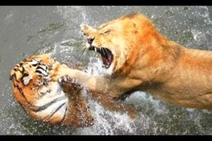 Animals Fights! Tigers Vs Lions & Bear! Epic Tiger Fights